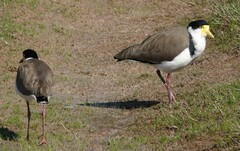 Vanellus miles novaehollandiae