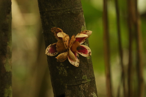 Uvariodendron image