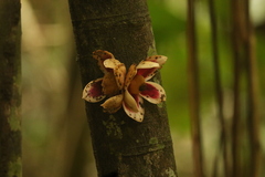 Uvariodendron molundense image