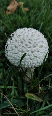 Saproamanita