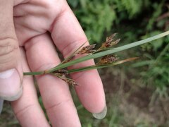 Fimbristylis dichotoma