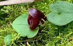 Corybas incurvus