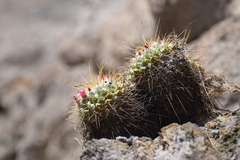 Mammillaria