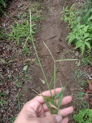 Paspalum conjugatum