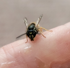 Vespula vulgaris