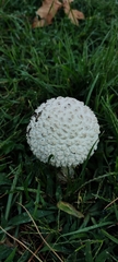 Saproamanita