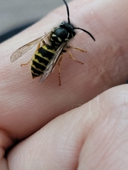 Vespula vulgaris