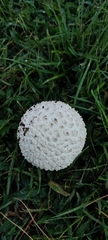 Saproamanita