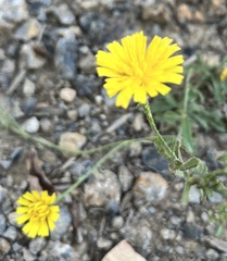 Cichorieae