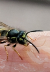 Vespula vulgaris