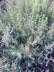 Sclerolaena muricata muricata