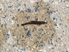 Crangon septemspinosa