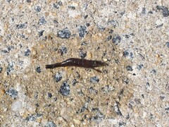 Crangon septemspinosa