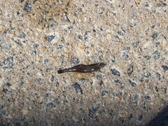 Crangon septemspinosa