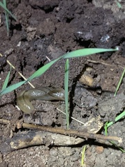 Ambigolimax valentianus