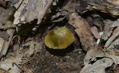 Entoloma flavoviride