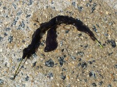 Botryllus schlosseri