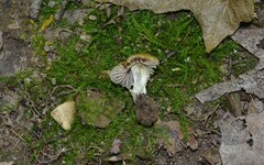 Entoloma flavoviride