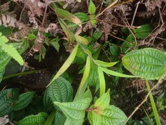 Isachne distichophylla