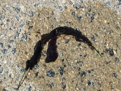 Botryllus schlosseri