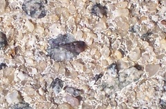 Bittiolum alternatum