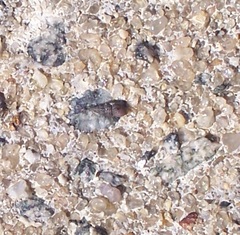 Bittiolum alternatum