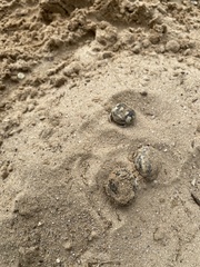 Breviceps namaquensis