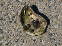 Crepidula convexa