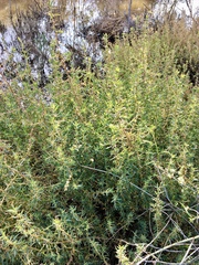 Sclerolaena muricata muricata