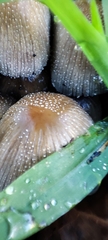 Coprinopsis atramentaria