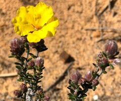 Hibbertia sericea