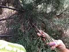 Callitris rhomboidea