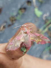 Deilephila porcellus