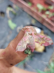 Deilephila porcellus