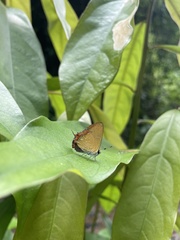 Heliophorus