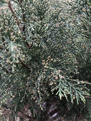 Callitris rhomboidea