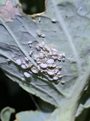 Brevicoryne brassicae