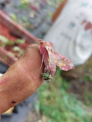 Deilephila porcellus