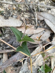 Platylobium obtusangulum