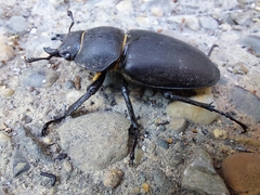 Lucanus cervus