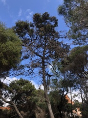 Callitris rhomboidea