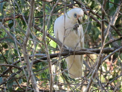 Cacatua sanguinea