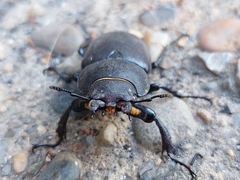 Lucanus cervus