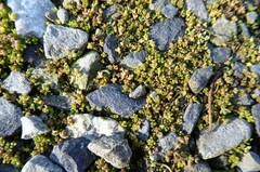 Crassula mataikona