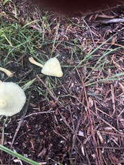 Leucocoprinus straminellus