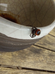 Synema globosum