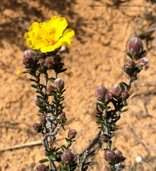 Hibbertia sericea