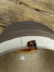 Synema globosum