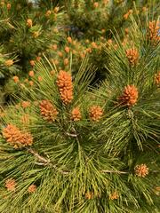 Pinus radiata