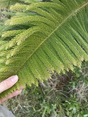 Araucaria